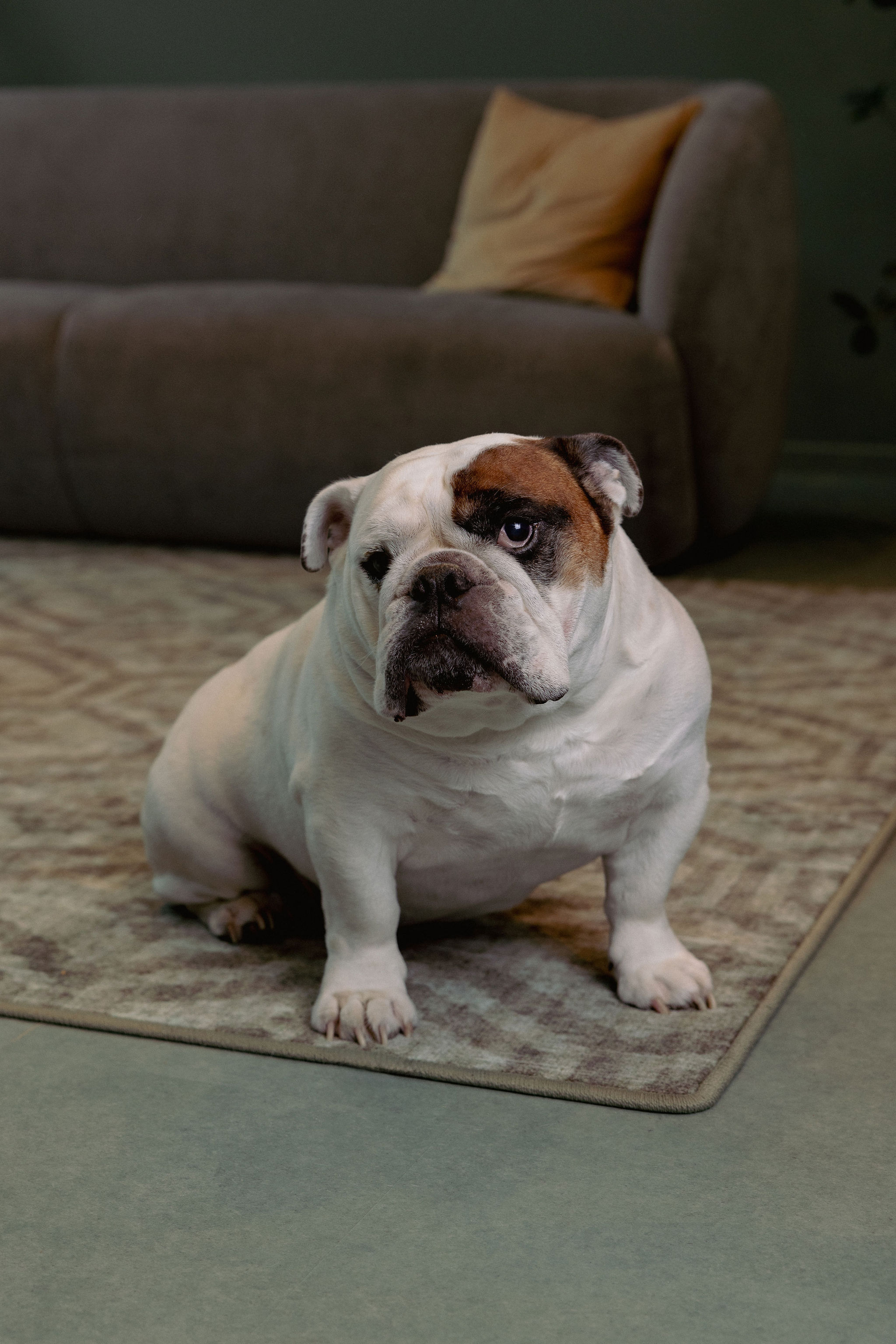 Office dog